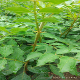 基地無刺花椒苗價格 無刺花椒苗價格 成活率高