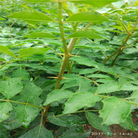 基地无刺花椒苗价格 无刺花椒苗价格 成活率高