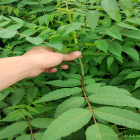 九叶青花椒苗批发价格 2020年花椒苗批发价格 价格低