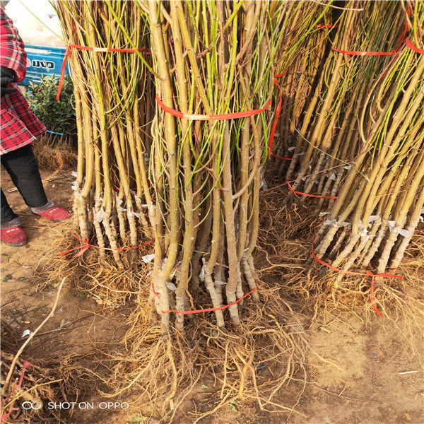 早熟桃樹(shù)基地