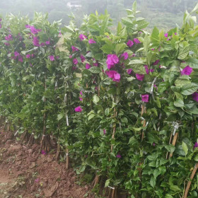 三角梅杯苗批發價格 四川三角梅種植基地