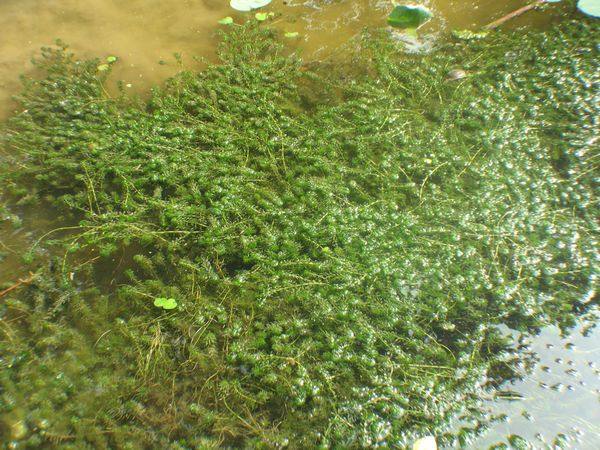 江蘇沉水植物