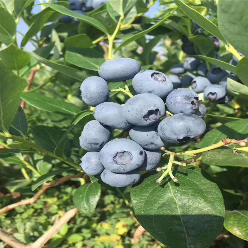 基地直銷都克藍莓苗 適合南北方種植藍莓苗 品種純