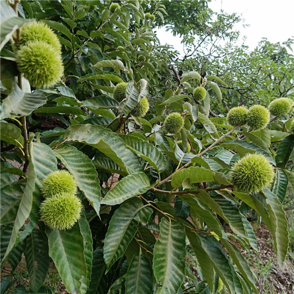 泰山薄殼板栗板栗