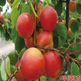 哪里有高產(chǎn)量杏樹(shù)苗 杏樹(shù)苗多少錢(qián)一棵 5公分杏樹(shù)