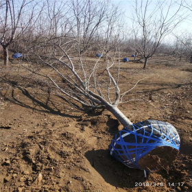 4公分樱花树批发价格 3-6公分樱花树苗 规格齐全