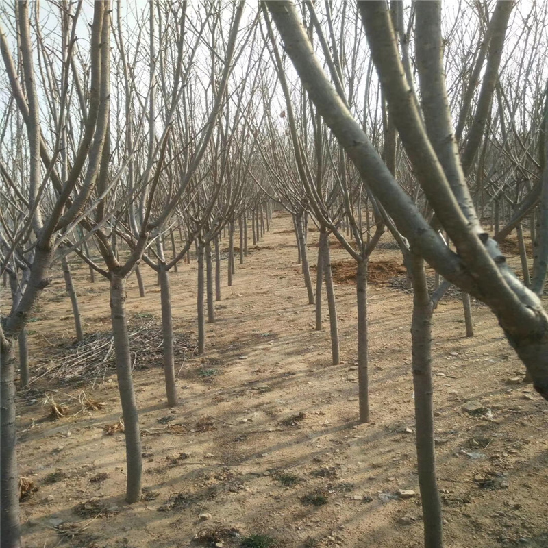 日本晚樱樱花树价格 樱花树苗批发价格 量大优惠