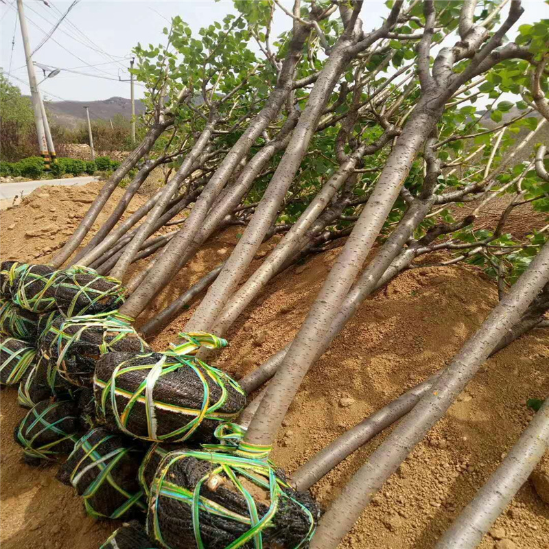 日本晚樱樱花树价格 樱花树苗批发价格 量大优惠