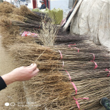 九叶青花椒苗批发价格 花椒苗批发价格 包邮寄