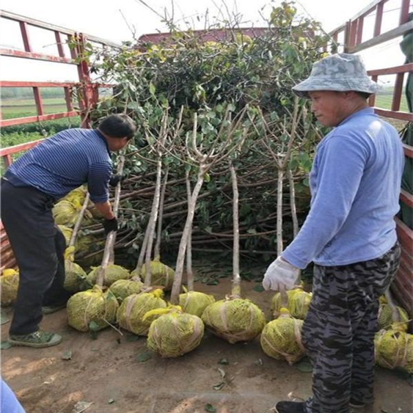 金太阳杏树苗