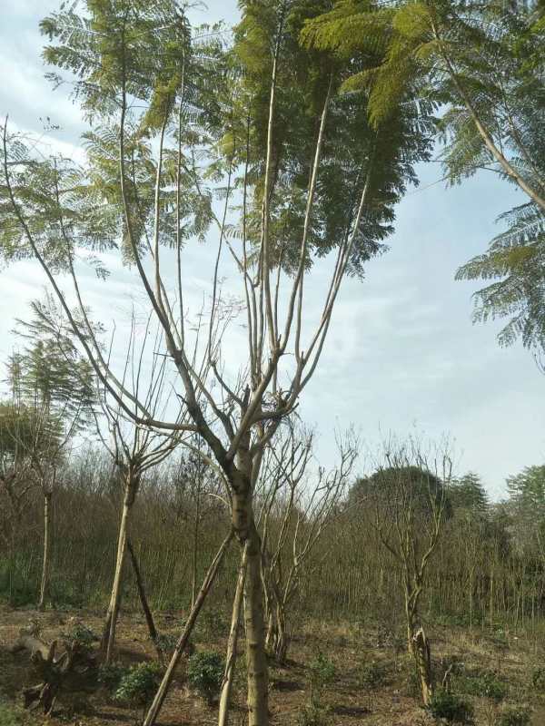 藍(lán)花楹