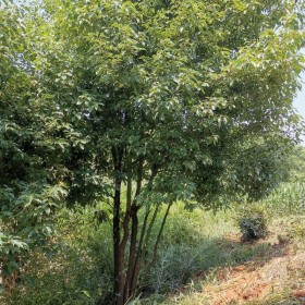 移植香樟基地 丛生香樟批发价格  湖北香樟基地