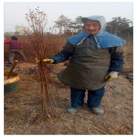 紫薇小苗价格 红花紫薇树苗基地批发 百日红树苗