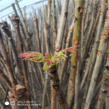 香椿樹苗廠家直銷 香椿苗種植技術(shù) 易成活