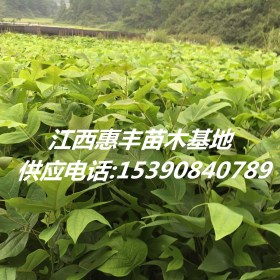 马褂木小苗种植基地供应1-5公分马褂木