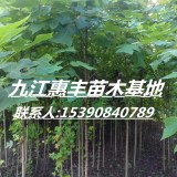 地徑2公分馬褂木價(jià)格/米徑2公分馬褂木價(jià)格/二年生馬褂木價(jià)格