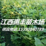 馬褂木小苗價(jià)格/馬褂木小苗多少錢(qián)一棵?