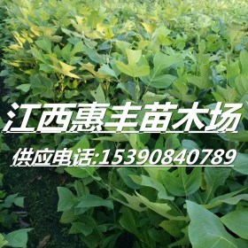 马褂木小苗价格/马褂木小苗多少钱一棵?