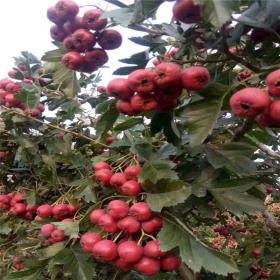 大金星山楂树苗价格 基地种植山楂苗 量大优惠