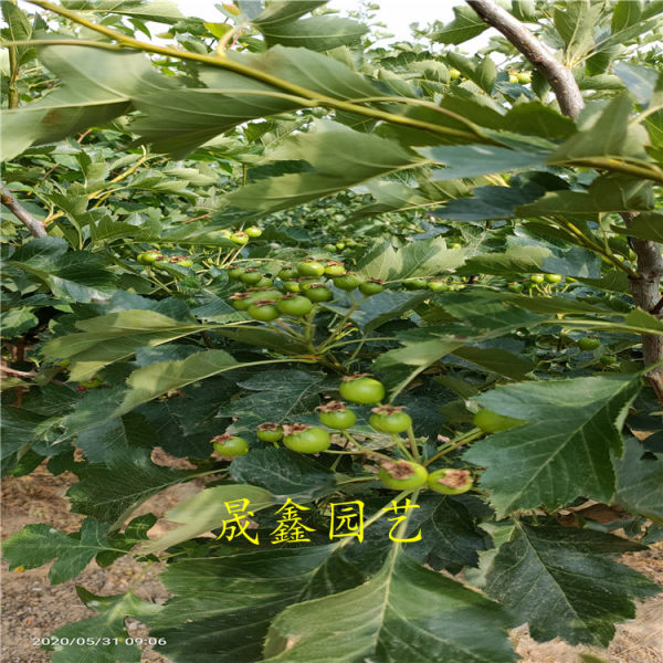 山楂苗 山楂樹(shù)苗