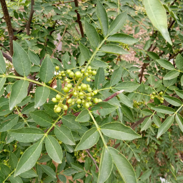 獅子頭花椒苗