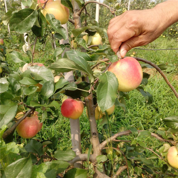 华硕苹果苗