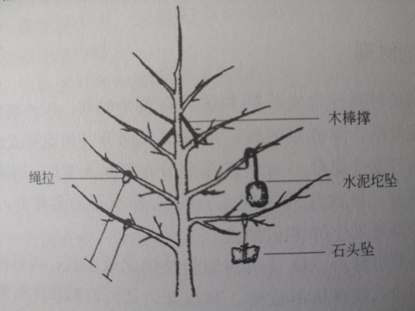 矮化樱桃苗