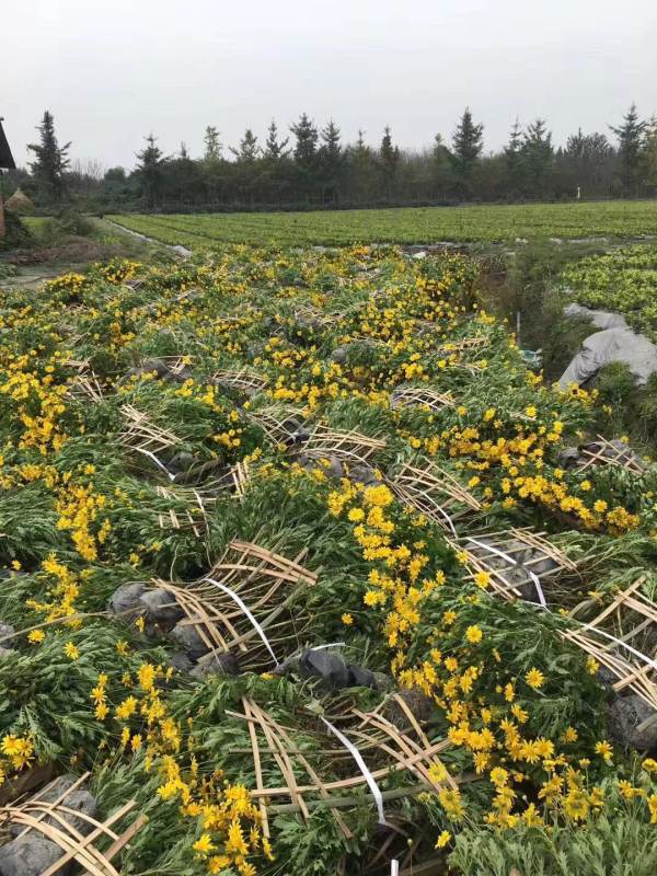 木春菊批发基地