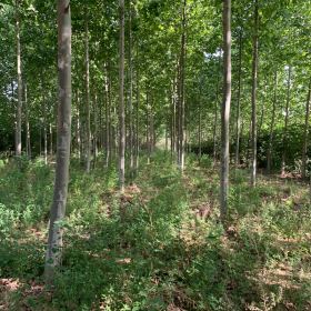 法桐基地 山东法桐种植基地 法桐种植技术及管理