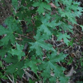 五角枫价格表 哪里种植五角枫的多 菏泽五角枫种植基地