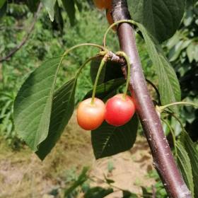 矮化U2-7樱桃树苗价格 矮化樱桃苗种植基地