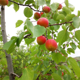 基地供應(yīng)荷蘭香杏樹(shù)苗 凱特杏樹(shù)苗苗批發(fā)價(jià)格 包郵寄