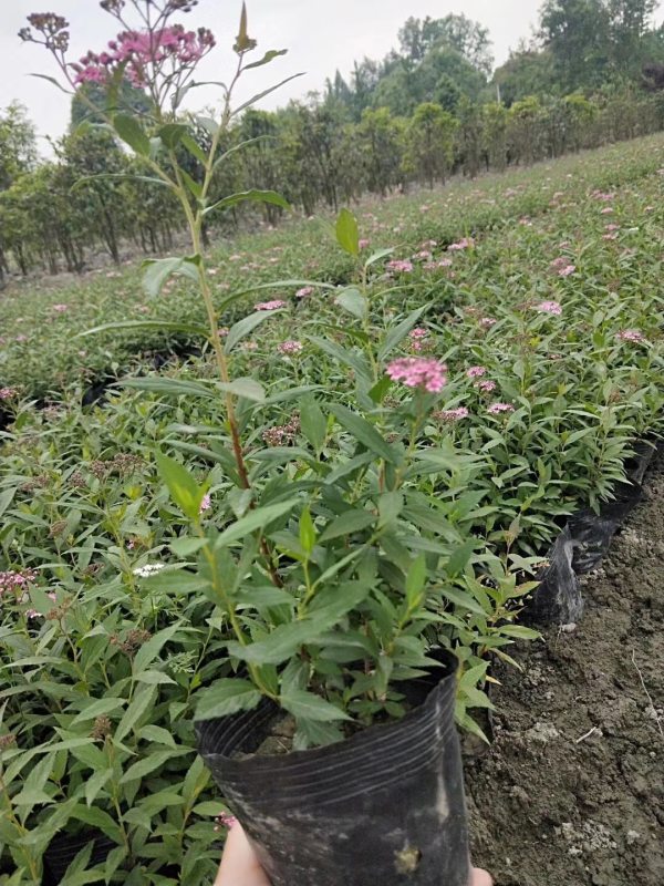 繡線菊批發(fā)基地