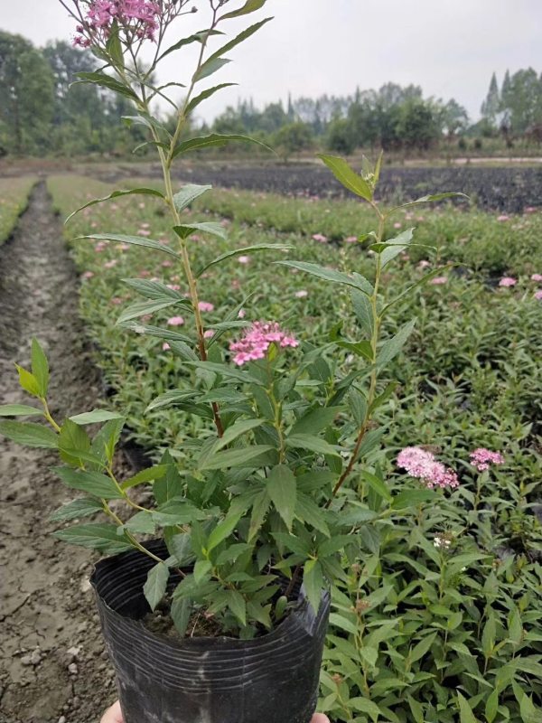 繡線菊批發(fā)基地