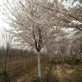 樱花详细价格樱花基地 樱花产地