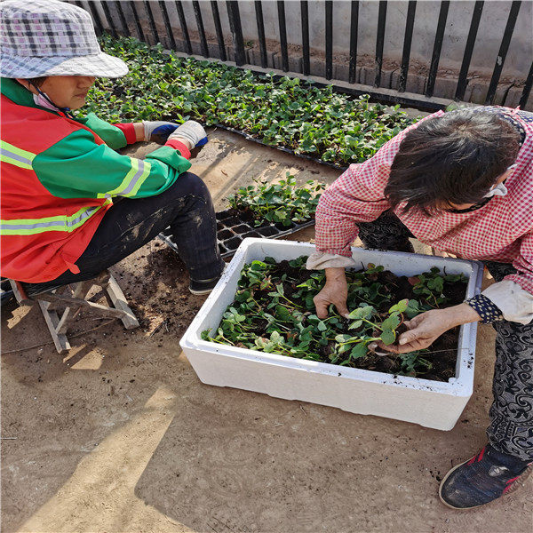 香野草莓苗