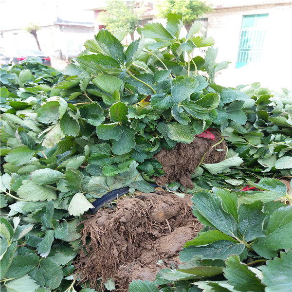 香野草莓苗