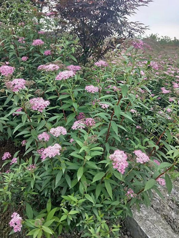 繡線菊小苗