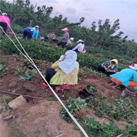 三叶一芯法兰地草莓苗批发基地 脱毒法兰地草莓苗新价格