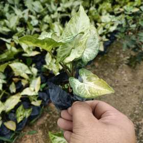 合果芋价格 福建合果芋小苗基地批发多少钱一棵