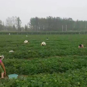 甜查理草莓苗批发基地 甜查理草莓苗多少钱一棵 草莓苗三叶一心