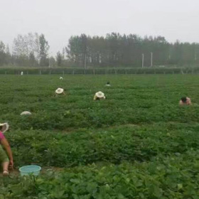 全明星草莓苗批发基地 美国13号草莓苗 草莓苗三叶一心