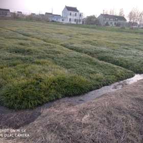 麦冬草 麦冬草基地 价格 江苏常州麦冬草草坪