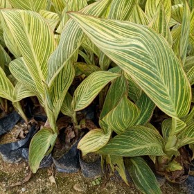 福建花叶美人蕉小苗价格 花叶美人蕉种植基地出售