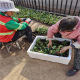 宁玉草莓苗 宁玉草莓苗简介 宁玉草莓苗销售基地