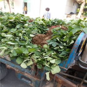 蒙特瑞草莓苗云南基地 四季草莓苗销售中心