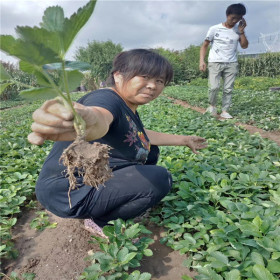 红玉草莓苗 红玉草莓苗品种简介 哪里有便宜红玉草莓苗