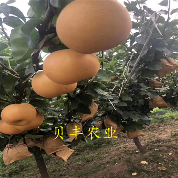 皇冠梨樹苗