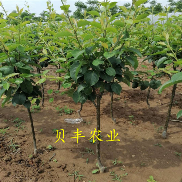 3公分梨樹苗