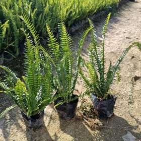 肾蕨杯苗价格 肾蕨小苗 福建大型肾蕨基地直供